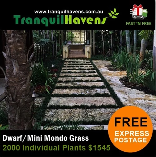 Path Dwarf (Mini) Mondo Grass