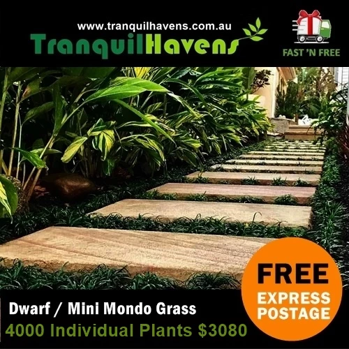 Dwarf Mini Mondo Grass Pathway