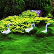 Swans Amongst Zoysia
