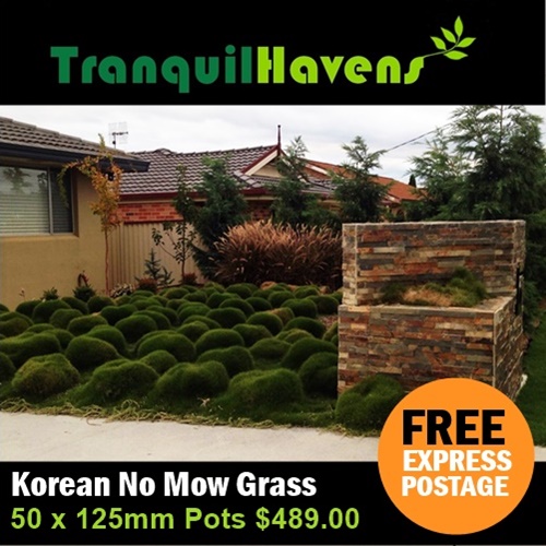 Korean No Mow Grass