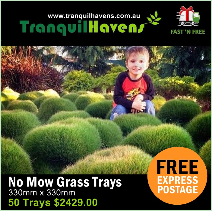 No Mow Grass