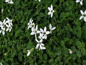 Pratia angulata - White Star Creeper (3.5 Pot)
