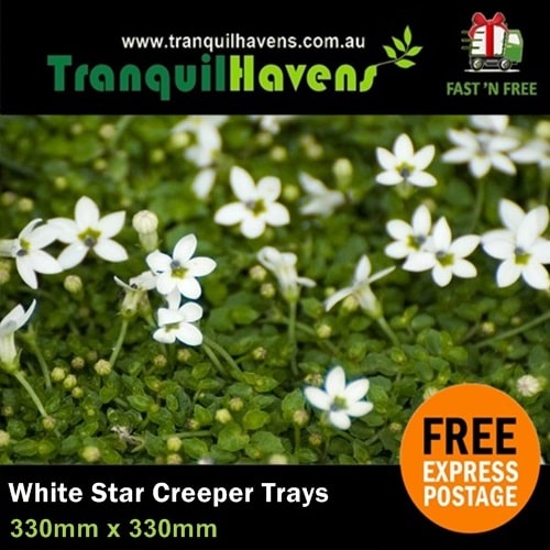 Pratia angulata - White Star Creeper (3.5 Pot)