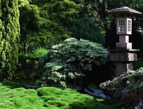 Zen Garden No Mow Grass