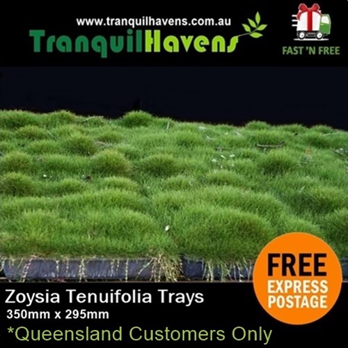 Zoysia Tenuifolia Trays QLD